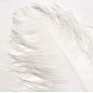 White Ostrich Feather Plume 50-55 cm