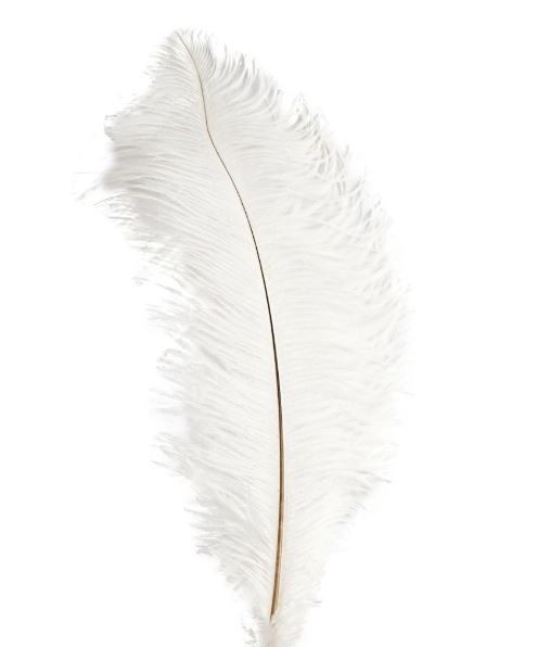 Ostrich Feather Plume 55-60cm White
