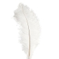 Ostrich Feather Plume 55-60cm White