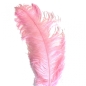 Hire-Ostrich Feather Plume 50-55 cm