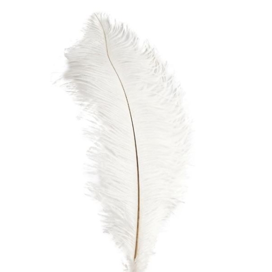 White Ostrich Feather Plume 50-55 cm