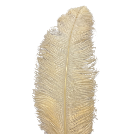 Champagne Ostrich Feather Plume 50-55 cm