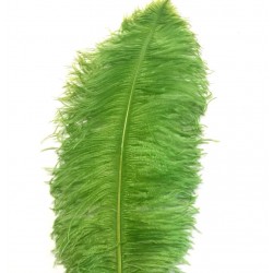 Lime Green Ostrich Feather Plume 50-55 cm