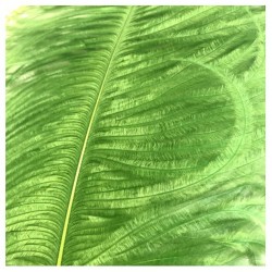 Ostrich Feather Plume 55-60cm Lime Green