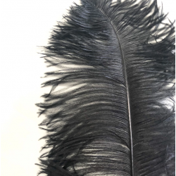 Ostrich Feather Plume 55-60cm Black